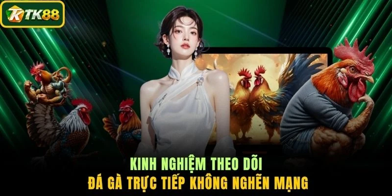 Kinh nghiệm theo dõi đá gà trực tiếp không nghẽn mạng