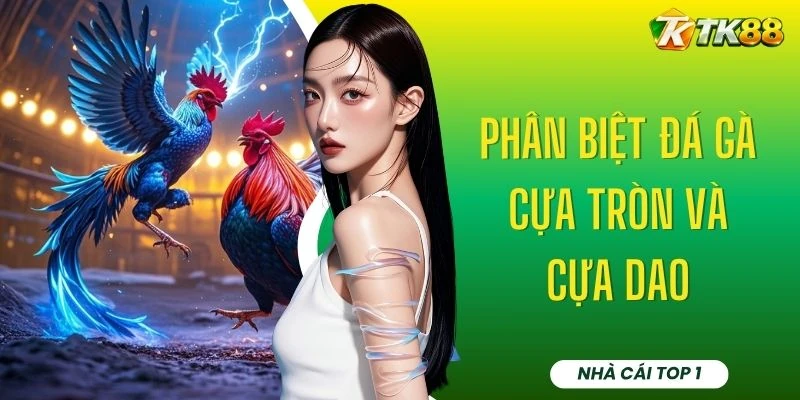 Phân Biệt Đá Gà Cựa Tròn Và Cựa Dao Dựa Vào 3 Tiêu Chí Chuẩn