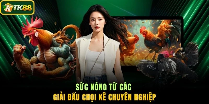 Sức nóng từ các giải đấu chọi kê chuyên nghiệp