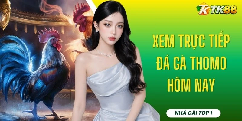 Xem Trực Tiếp Đá Gà Thomo Hôm Nay - Bồ Đấu Đỉnh Cao TK88